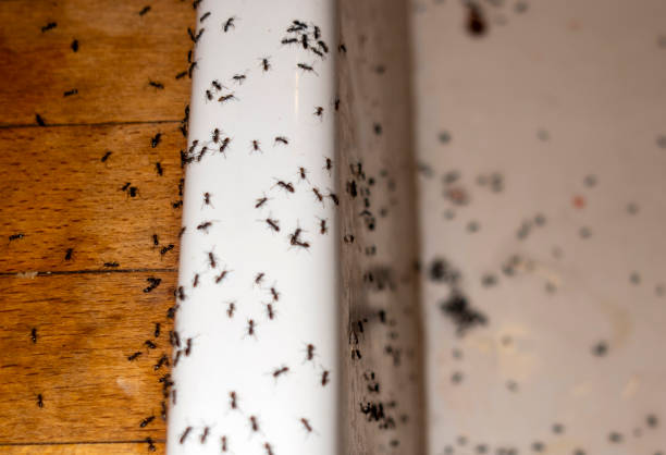 Best Pest Prevention Services  in Aragon, GA