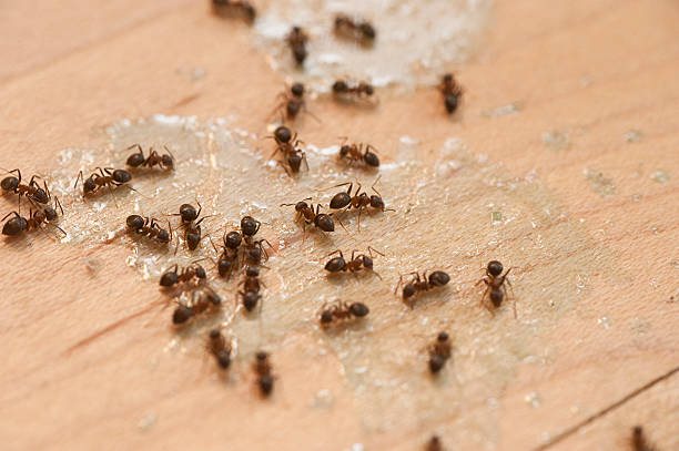 Best Pest Removal Services  in Aragon, GA